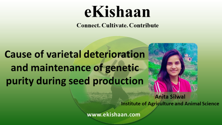 Cause of varietal deterioration and maintenance of genetic purity during seed production