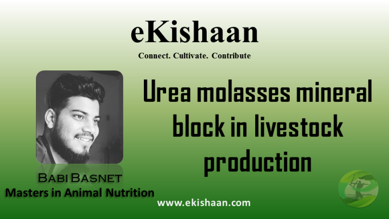 Urea-molasses-mineral block (UMMB)