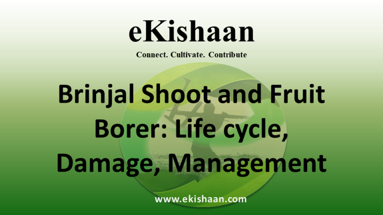 Brinjal Shoot and Fruit Borer: Life cycle, Damage, Management