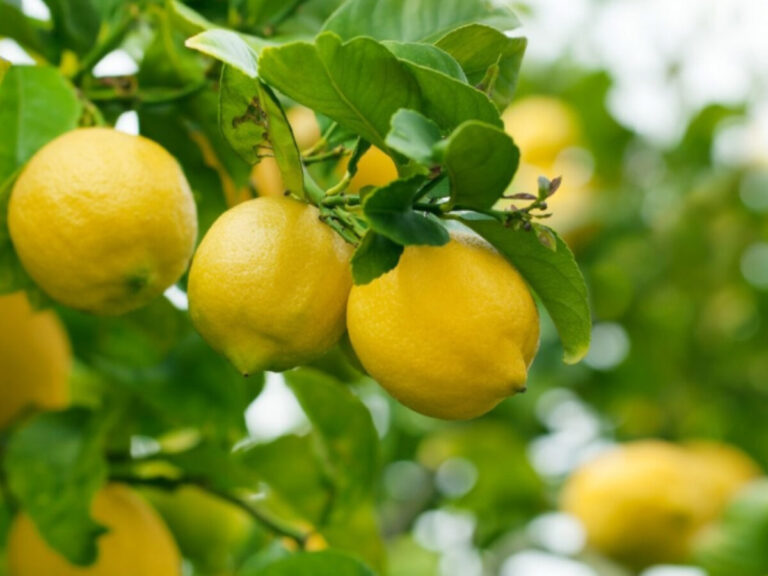 Citrus Cultivation Guide for Nepal