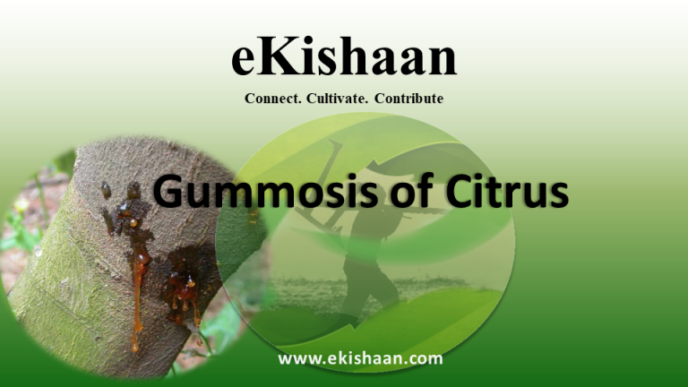 Gummosis of Citrus