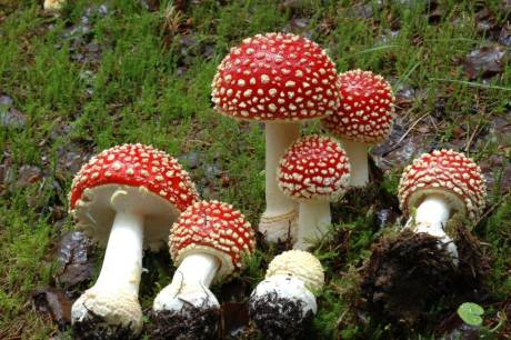 How to Identify Poisonous Mushroom??