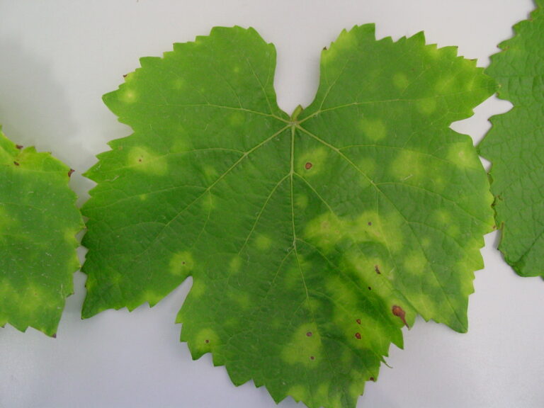 Downy mildew of grapes