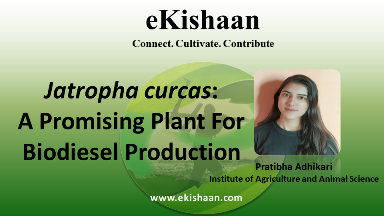 Jatropha curcas : A Promising Plant For Biodiesel Production