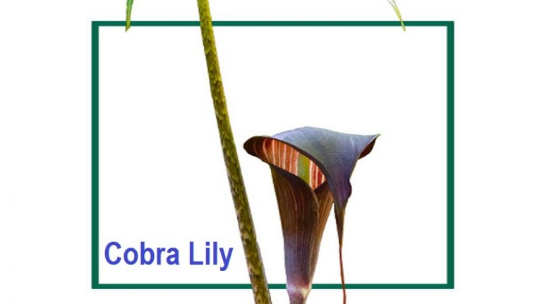 Arisaema  speciosum (Cobra-Lily)