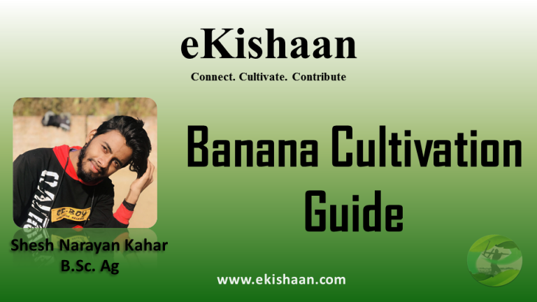BANANA CULTIVATION GUIDE