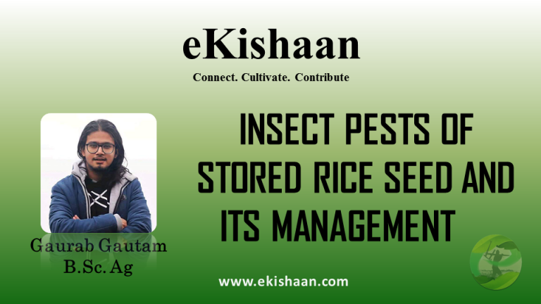 INSECT PESTS OF STORED RICE SEED AND ITS MANAGEMENT     