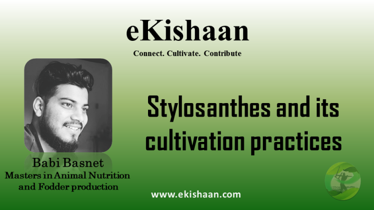 Stylosanthes and its cultivation practices