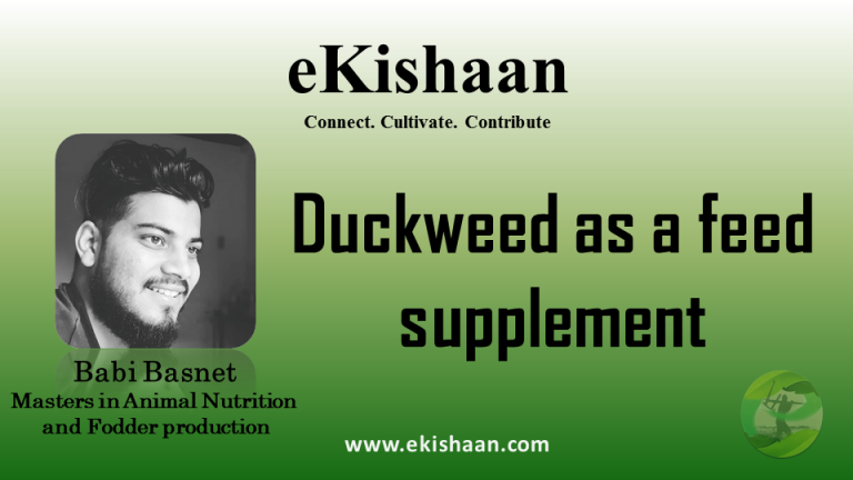 Duckweed and its utilization as a feed supplement