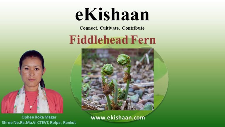 All We Need to Know About Fiddlehead Fern