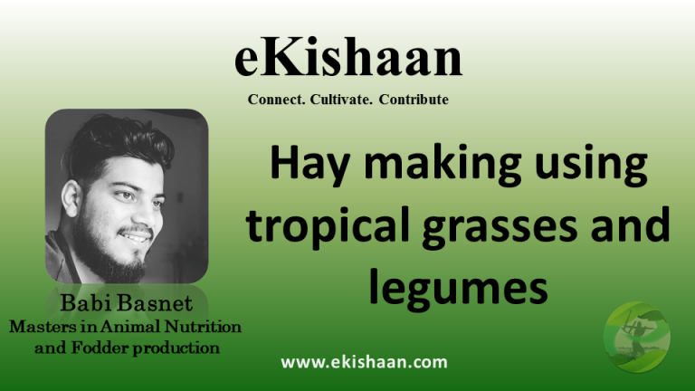 Principles of haymaking using tropical grasses and legumes