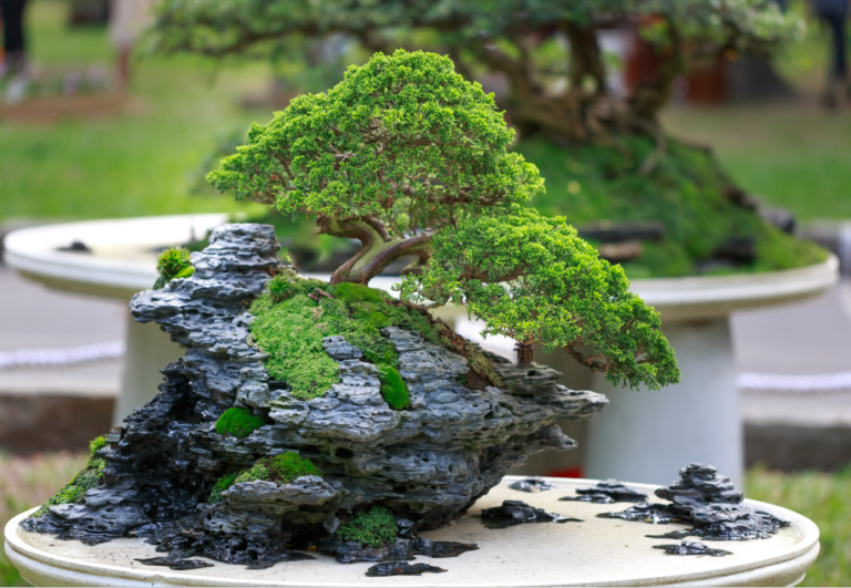 Things every gardeners should know about Bonsai