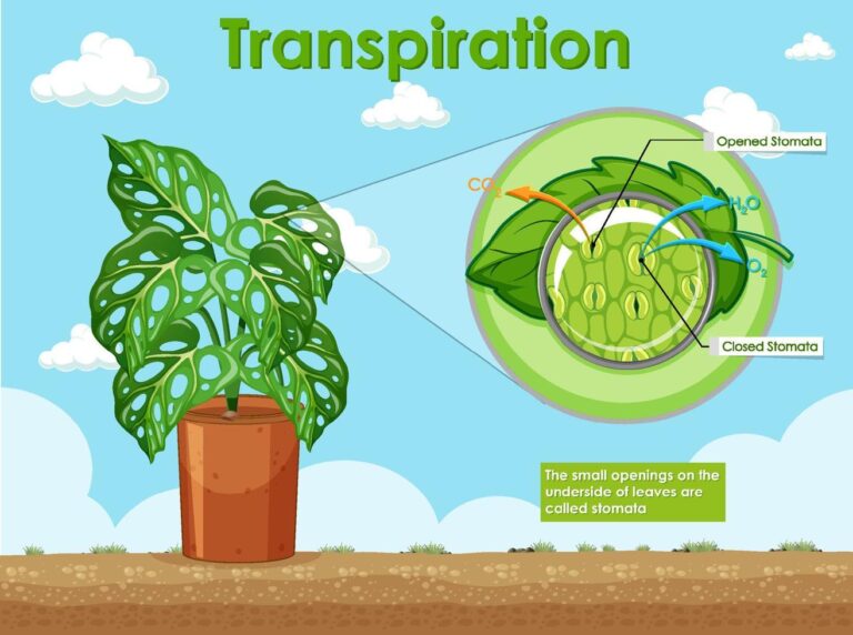 Why transpiration is called a necessary evil?