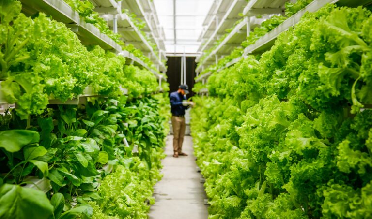 Vertical Farming: The Future of Agriculture