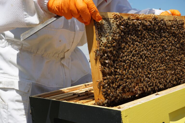 American Foulbrood in Honeybee: Symptoms and Management